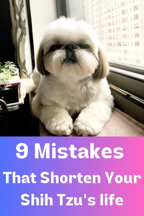 Shih Tzu tips Shih Tzu Bichon, Shitzu Clothes, Shih Tzu Short Haircut, How To Groom A Shih Tzu At Home, Shi Tzu Hairstyles Short, Teddy Bear Cut Shih Tzu, Puppy Cut Shih Tzu, Shih Poo Haircuts, Shihtzu Haircut Short