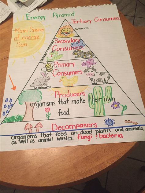 Food chain energy pyramid. 5th grade Science Anchor Charts, Energy Pyramid, Biology Classroom, 7th Grade Science, 4th Grade Science, 6th Grade Science, 5th Grade Science, Food Pyramid, Science Notes