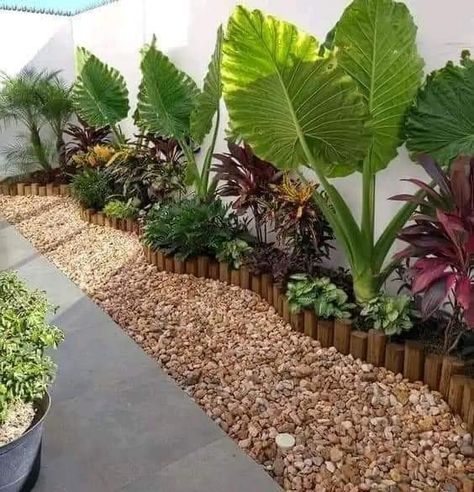 Large Plant Pots Driveway, Higher Fence Ideas, Landscaping Along Fence Front Yard, Elephant Ear Garden Ideas, Tropical Fence Landscaping, Tropical Yard Ideas, Tropical Landscaping Around Pool, Tropical Ground Cover, Tropical Oasis Backyard