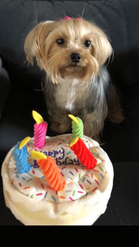 Cute Cats And Dogs, Dogs Cats, Yorkshire Terrier, Yorkie, Yorkshire, Birthday Parties, Cute Dogs, Dog Cat, Coco