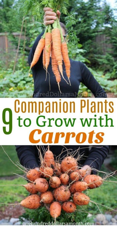 9 Companion Plants to Grow With Carrots - One Hundred Dollars a Month Carrot Companion Plants, Carrots Garden, 60 House, How To Plant Carrots, Carrot Gardening, Companion Gardening, Growing Carrots, Garden Companion Planting, Growing Tomatoes In Containers