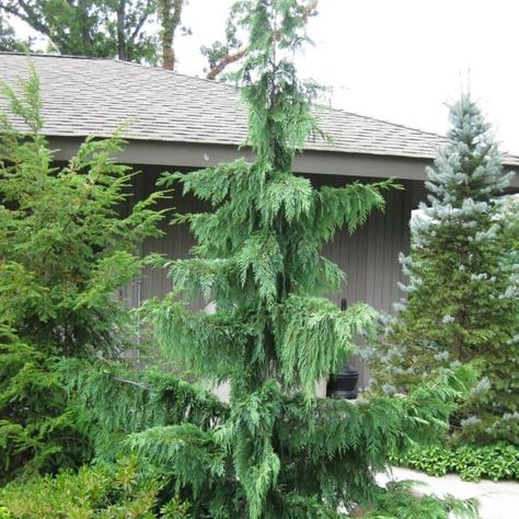 Weeping Evergreen Trees, Weeping Evergreen, Weeping Alaskan Cedar, Evergreen Landscape, Weeping Trees, Conifers Garden, Evergreen Garden, Conifer Trees, Meteor Garden 2018