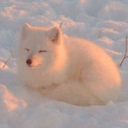 Albino Animals, Pet Fox, Pretty Animals, Arctic Fox, Cute Animals Images, Baby Panda, Silly Animals, Chengdu, Fluffy Animals