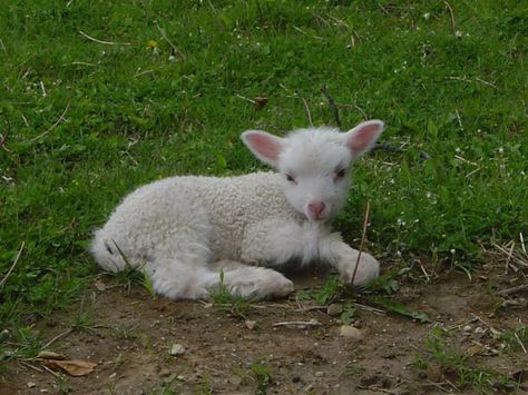 Little Lamb :)