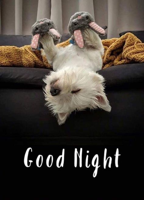 Good Night Funny, Night Friends, Cute Good Night, Slaap Lekker, Good Night Friends, Night Greetings, Good Night Gif, Westie Dogs, Good Night Greetings