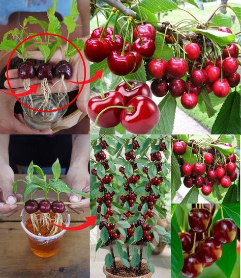 How to grow the cherry tree at... - Growth garden insight Growing Cherry Trees, Home Tricks, Growing Garlic, Organic Home, Cherry Trees, Fruit Seeds, Fruit Garden, Cherry Tree, Container Plants