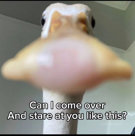 Funny Duck Memes Humor, Duck Memes Humor, Ducks Aesthetic, Funny Ducks, Duck Meme, Duck Memes, Silly Animal Pictures, Silly Duck, Duck Pictures