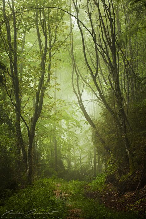 This is a Nature blog. French Forest, Green Planet, Mystical Forest, Misty Forest, Forest Trees, Nature Tree, Walk In The Woods, Tree Forest, Magical Forest