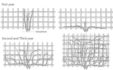 Training Climbing and Rambling Roses Trellis Roses Trellis, Rose Fence, Climbing Roses Trellis, Rose Pruning, Rambling Roses, Rose Garden Landscape, Rose Plant Care, Rose Garden Design, Rose Trellis