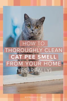 Cleaning Cat Urine, Cat Pee Smell Removal, Remove Cat Urine Smell, Urine Remover, Cat Age, Cat Urine Remover, Cat Pee Smell, Cat Urine Smells, Pee Smell