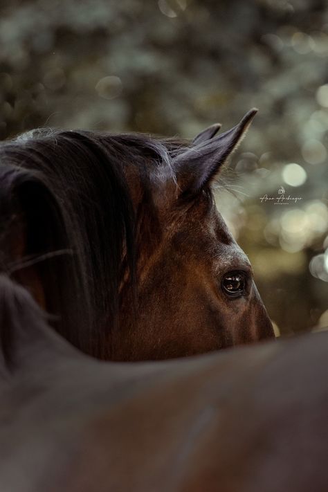 Review my latest work on my blog. Equine photography is my passion and I have the most beautiful horse models in front of my lens every single time. It is not about the impressive Spanish stallion or the fancy dressage horses. I care about the everyday horses. The little bit older gelding with the soft eyes, or the ex racehorse. Read more about this project and my work. horse photos | equine photography poses photo shoots | equine images | horse aesthetic | horse photography creative Horse Photography Wallpaper, Horse Fine Art Photography, Photo Horse Ideas, Modeling With Horses, Creative Horse Photography, Horse Eye Photography, Professional Horse Photography, Horse Pictures Ideas, Horse Picture Ideas