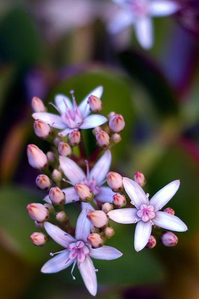 Jade Plant Flower How To Replant Succulents, Replant Succulents, Replanting Succulents, Jade Wallpaper, Background Plants, Kalanchoe Blossfeldiana, Jade Flower, Dreamy Flowers, Flower Jade