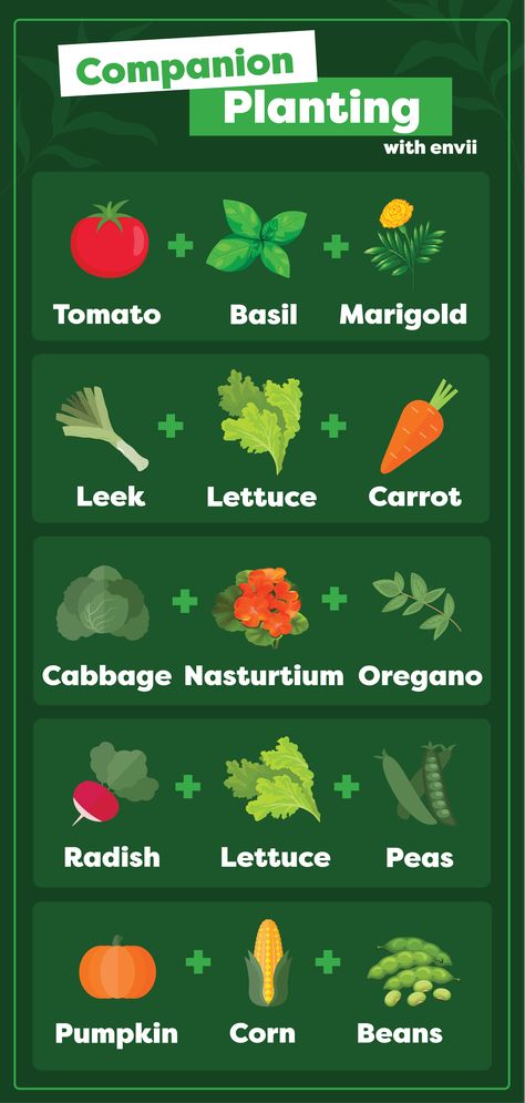 A simple infographic showing which plants to grow together to get the best results from your garden. Mini Allotment Ideas, Garden Tips And Tricks Hacks, Allotment Design Layout, Allotments Ideas, Uk Allotment, Veg Garden Ideas, Allotment Ideas Budget, Garden Club Ideas, Allotment Layout