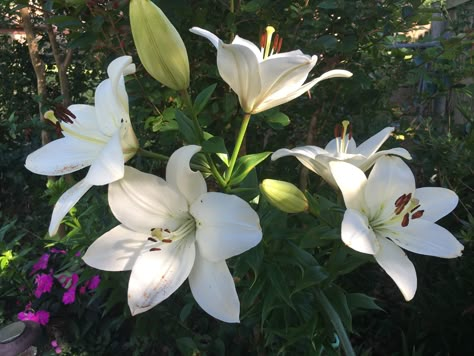 Day lilies from my 2017 garden. Justin Aesthetic, Double Lily, Lily Field, Its Not Too Late, Lily Evans Potter, The Perfect Life, Day Lilies, Lily Evans, Nothing But Flowers