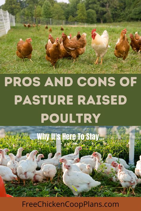 Pasture Chicken Coop, Pasture Raised Chickens, Benefits Of Having Chickens, Pasture Chickens, Ancestral Kitchen, Chicken Pasture, Homestead Planning, Chickens Breeds, Raising Meat Chickens