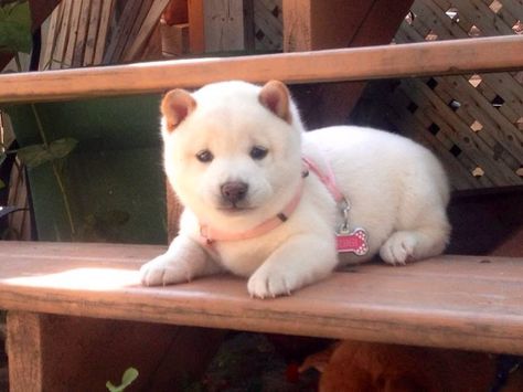 Cream Shiba Inu. She looks like a little polar bear! White Shiba Inu, Shiba Inu Puppies, Shiba Dog, Shiba Inu Puppy, Animal Tracks, Raining Cats And Dogs, Awesome Animals, Cute Critters, Puppy Pictures