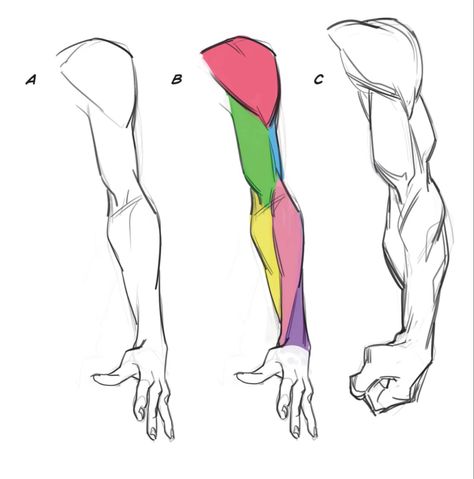 Arms Sketch Anatomy, Anime Tutorial Arm, Arm Anatomy Tutorial, Arms Drawing Anatomy, Leg Study Reference, 4 Arms Character Design Anatomy, Anatomy Arms Reference, Hand Muscles Drawing, Arm Muscle Anatomy Drawing