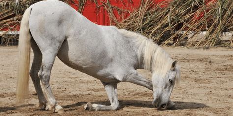 Here’s How To Teach Your Horse To Bow Bowing Reference, Horse Bowing, Circus Tricks, Horse Bow, Watercolor Paper Texture, Horse Treats, Horse Tips, All About Horses, Horse Owner