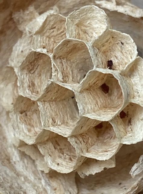 Wasp Nest, Foto G. Denecke Leetspeak Monsters, Nature Homes, Dr Faustus, Flower Drying, Architecture Work, Wasp Nest, Pottery Design, Artsy Style, Ceramics Inspiration