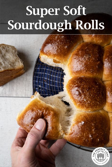 My recipe for the softest sourdough rolls for your dinner table. They're perfectly butter, slightly sweet, and tender as can be. Just perfect for the holidays!
#sourdough #bread #baking #Thanksgiving #rolls No Wait Sourdough Discard Rolls, Sourdough Discard Recipes Rolls, Sourdough Discard Dinner Rolls No Yeast, Quick Sourdough Discard Dinner Rolls, Quick Sourdough Discard Rolls, Sourdough Discard Sandwich Rolls, Sourdough Discard Hoagie Rolls, Sourdough Discard Garlic Rolls, Discard Sourdough Rolls