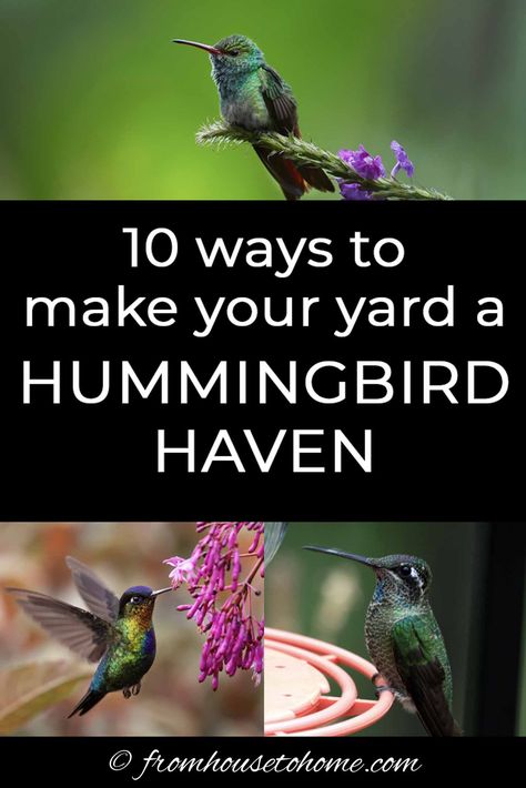 How To Attract Hummingbirds To Your Garden | Want to attract hummingbirds to your garden? Find out how to provide food, water and shelter that will get these pretty birds to visit your yard. #fromhousetohome #hummingbirds #bird #gardeningtips #gardenideas #birds Hummingbird Station, Hummingbird Perch Diy, Hummingbird Garden Plan, Garden Ideas Backyard Landscaping, Bird Habitat, Helping Nature, Attracting Hummingbirds, Hummingbird Food, Bird Fountain