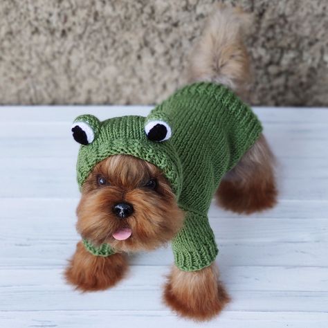 Stay snug as a cat with a cat-themed sweater from Amazon. Frog Hat For Dog, Frog Dog Costume, Crochet Dog Frog Hat, Crochet Animal Clothes, Cute Dog Sweaters, Crochet Clothes For Dogs, Crochet Ideas For Dogs, Dog Crochet Clothes, Crochet Dog Costume