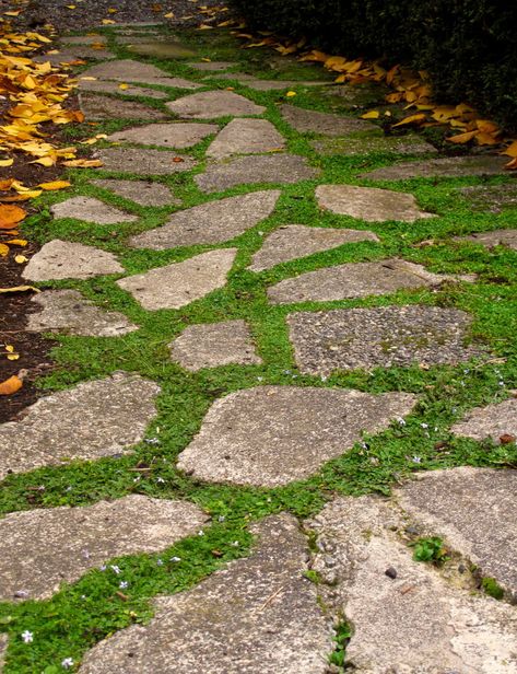 Plants you can walk on are attractive additions to pathways. These low-lying perennials can withstand heavy foot traffic, release pleasant odors when crushed, smother weeds, and cushion your step in t Ground Covers For Sun, Patio Surfaces, Stepping Stones For Garden, Sensory Pathways, Lawn Repair, Flagstone Pavers, Flagstone Walkway, Stones For Garden, Walkway Landscaping