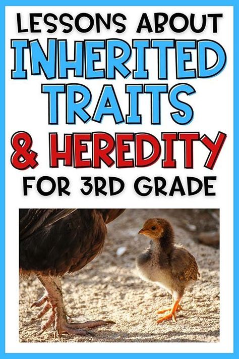 Inherited Traits and Heredity - 3rd Grade Science — Poet Prints Teaching Animal Traits 3rd Grade, Inherited Traits Anchor Chart, Third Grade Science Lessons, Apologia Anatomy, Science Lessons Elementary, Inherited Traits, Animal Traits, Grade 3 Science, Third Grade Activities