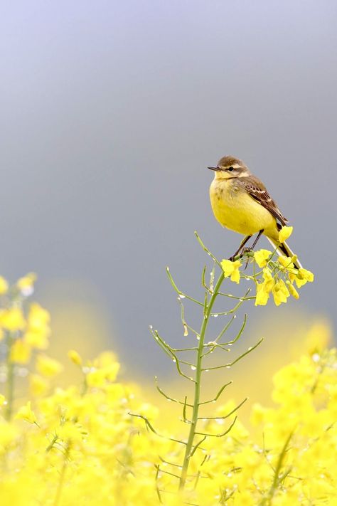 Sparrow Pictures, Bird Reference Photos, Retro Indian, Birds Sunset, Yellow Wagtail, Reflection In Water, Bird Painting Acrylic, Chirping Birds, Yellow Birds