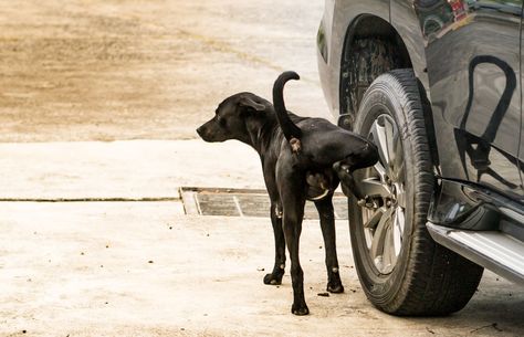 Dog Logic, Dog Posing, Owl Facts, Dog Urine, Chasing Cars, Cat Pee, Dog Poses, Dog Pee, Long Haired Dachshund