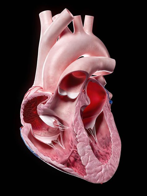 Human Heart Art, Human Body Projects, Ekg Interpretation, Heart Organ, Heart Real, Heart Model, Basic Anatomy And Physiology, Medical Profession, Heart Anatomy