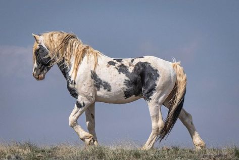 SW Goudge | T H O R • With his unique coloring and attitude, Thor is one of the iconic stallions of McCullough Peaks. _____ Sony a1, 100-400mm lens | Instagram Mustang Stallion, Wild Horse Pictures, Wild Horses Mustangs, Horse Markings, Horse Coats, Horse Anatomy, Horse Colors, Horse Inspiration, Mustang Horse