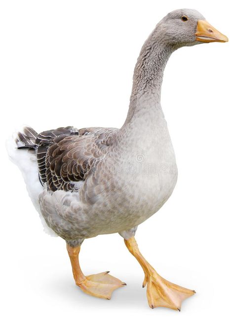 Goose walking. Goose waling on white background Goose Photo, Geese Photography, Birds Reference, Creature Reference, Ducks And Geese, Wild Goose, Duck Bird, Easter 2023, Vintage Animals