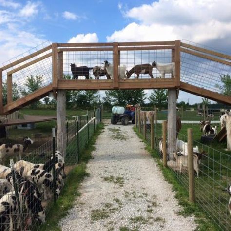 Big Joel's Safari | Kids Out and About St. Louis Goat Playground, Goat Shelter, Goat Pen, Goat House, Raising Farm Animals, Safari Kids, Goat Barn, Backyard Chicken Farming, Farm Plans