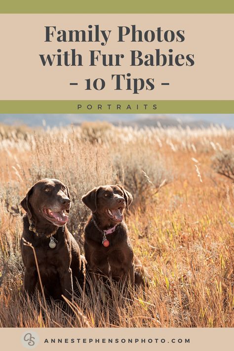 Get great family portraits with dogs with these ten tips. Above all, remember your dog's unpredictable nature is one reason why you love them. Shown here are two happy dogs in a field during a family photo session. 🐶📷 Photographs by Anne Stephenson Photo & Narrative #familyportraitswithdogs #dogsandportraits #furbabyportraittips #coloradoportraits #outdoorcoloradoportraits #coloradoportraitsdogs Family Portraits With Dogs, Family Picture With Dog, Dog Family Photoshoot, Portraits With Dogs, Family Photos With Dogs, Non Traditional Wedding Ideas, Non Traditional Wedding Dresses, Traditional Wedding Photos, Traditional Wedding Ideas