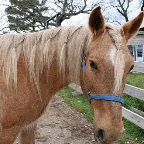 Braids to Try On Your Horse - The Narrow Trail Horse Hairstyles Short Mane, Short Horse Mane Styles, Cute Horse Hairstyles, Horse Hairstyles Ideas, Horse Braiding Ideas, Horse Braids Mane, Horse Tail Hairstyle, Horse Mane Styles, Horse Hair Styles