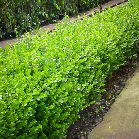 Milberger's Specials | Milberger's Landscape & NurseryMilberger's Nursery Buxus Microphylla, Box Hedge, Japanese Boxwood, Landscape Nursery, Boxwood Hedge, Hedging Plants, Village Green, Front Landscaping, Low Maintenance Landscaping