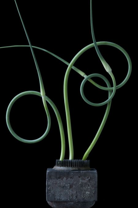 Lynn Karlin, Garlic Scapes, Fruit Photography, Still Life Photos, Wire Sculpture, Arts And Crafts Movement, Exotic Plants, Arte Floral, Ikebana