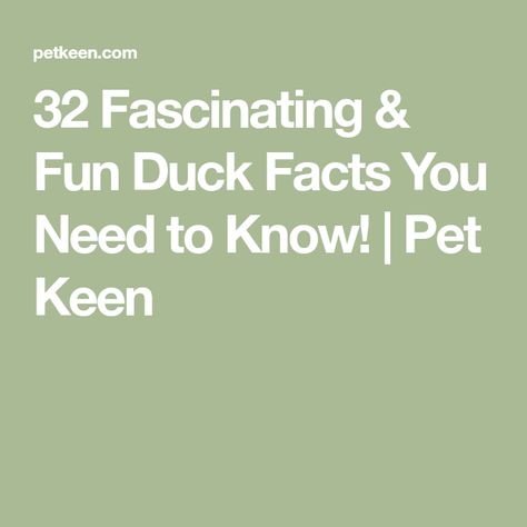 32 Fascinating & Fun Duck Facts You Need to Know! | Pet Keen Facts About Ducks, Duck Species, Duck And Ducklings, Genetic Variation, Canadian Wildlife, Unique Facts, Duck Bill, Duck Eggs, Wood Ducks