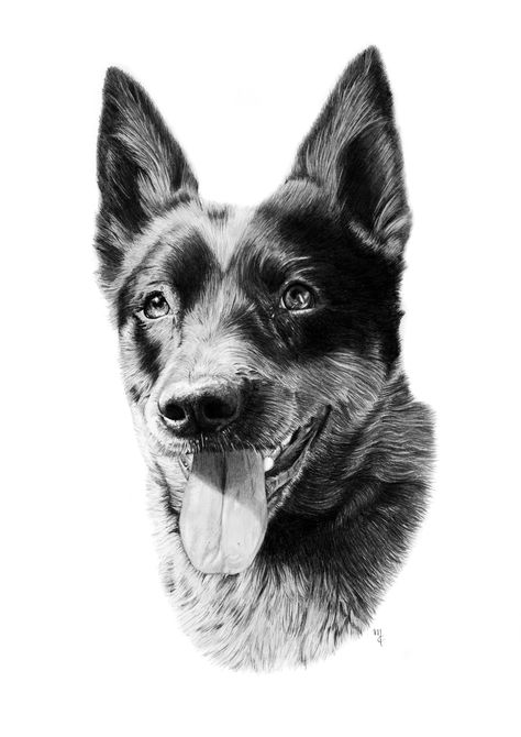 Realistic pencil portrait of a blue cattle dog Cattle Dog Drawing, Pencil Portraits, Graphite Pencils, Pencil Portrait, Dog Drawing, Cattle Dog, Australian Artists, Pencil Drawing, Pencil Drawings