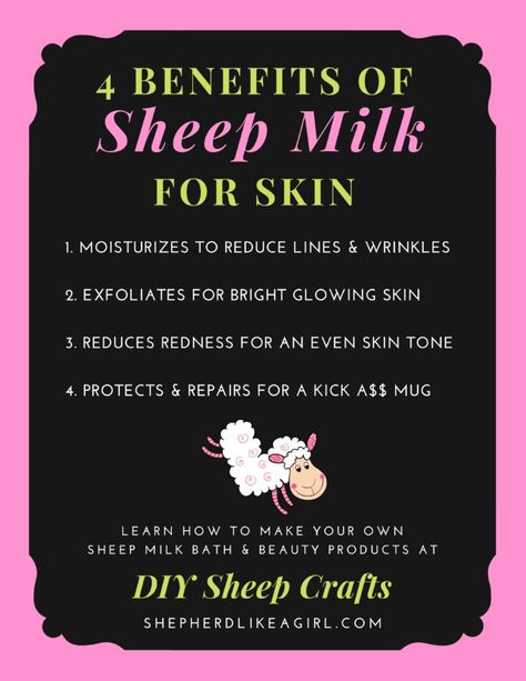 4 Benefits of Sheep Milk for Skin - Copia Cove Icelandic Sheep | Butte Montana USA Sheeps Milk Recipes, Sheeps Milk Soap, Sheep Recipes, Backyard Sheep, Diy Sheep Craft, Homestead Community, Goat Products, Milk For Skin, Diy Sheep