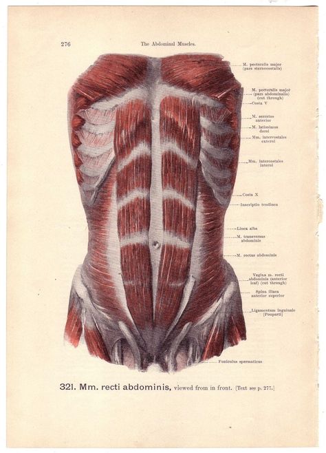 Stomach Muscles Anatomy, Abdominal Muscles Anatomy, Human Anatomy Diagram, Body Weight Ab Workout, Human Anatomy Chart, Muscular Anatomy, Upper Ab Workout, Bone Anatomy, Muscle Diagram