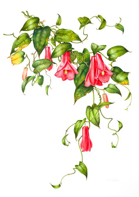 Vine Royal Botanic Gardens Sydney, Flora Y Fauna, Art Painting Gallery, Botanical Illustrations, Botanical Drawings, Artist Gallery, Digital Flowers, Little Flowers, Botanical Wall Art