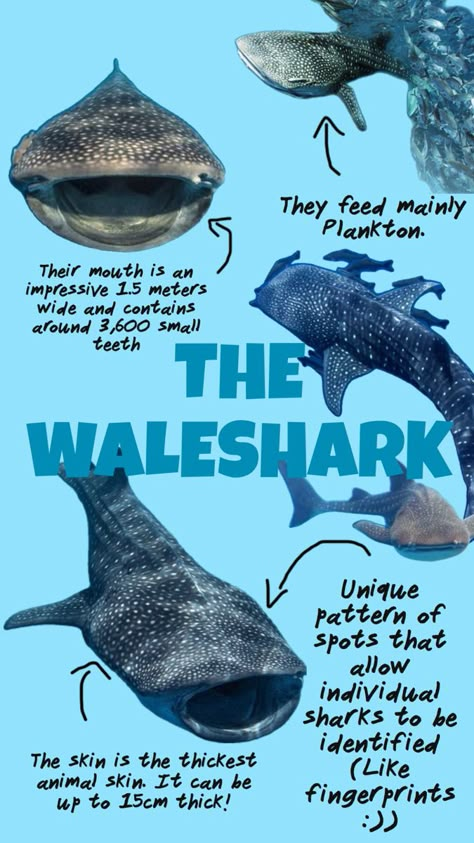 Marine Biology Notes, Oceanography Marine Biology, Shark Stuff, Shark Facts, Ocean Stuff, Shark Pictures, Biology Facts, Whale Sharks, Shark Fishing