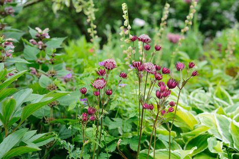 Garden Shrubs Evergreen, Small Garden Shrubs, Shade Plants Container, Cottage Plants, Identify Plants, Astrantia Major, Plants For Shade, Shady Garden, Hardy Geranium