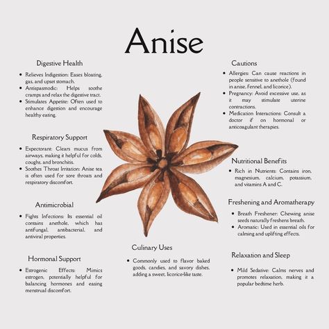 Meet the star of the herbal world! 🌟✨ Anise isn’t just a pretty spice—it’s packed with benefits for your digestion, hormones, and even your breath! From soothing tummy troubles to adding a sweet licorice twist to your recipes, this little star is pure magic. 🌿 How do you use anise in your daily life? Tea, baking, or aromatherapy? Let us know! 🌼🌟 #AniseMagic #HerbalRemedies #NaturalHealing #DigestiveHealth #StarAnise #HolisticLiving #HerbalPower #CulinaryHerbs #PlantMedicine #WellnessNatural... Star Anise Tea Benefits, Recipes Using Star Anise, Star Anise Tea Recipes, Star Anise Magical Properties, Anise Tea Benefits, Anise Benefits, Star Anise Recipes, Star Anise Benefits, Star Anise Tea