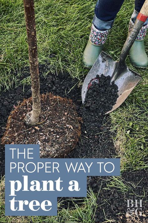 See directions on how to plant a tree step-by-step below, along with some helpful information to find out how much your tree is worth. #gardening #gardenideas #plantingtrees #howtoplantatree #bhg Landscaping Trees, Growing Fruit Trees, Tree Tree, Plant A Tree, Art Tree, Tree Care, Home Landscaping, Garden Trees, Tree Design