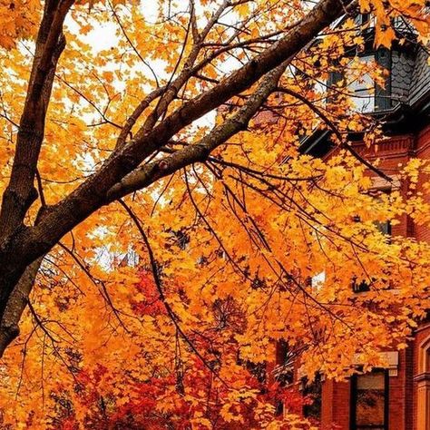 𝐓𝐇𝐄 𝐀𝐔𝐓𝐔𝐌𝐍 𝐅𝐈𝐋𝐄𝐒 on Instagram: "Autumn in the city 🌆🧡🍂 PHOTOS BY📸: @pocketboston" Autumn In The City, Outside View, Fall Picnic, All Is Bright, All Is Calm, Fall Road Trip, Fall Is Coming, Instagram Autumn, Pumpkin Spice Season