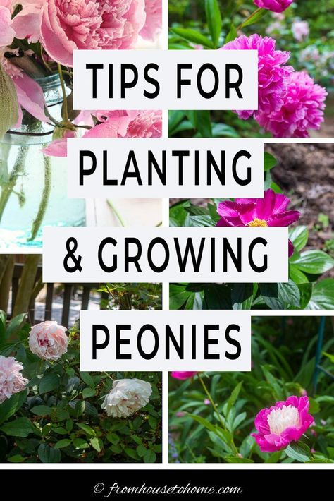 Learn how to grow peonies in your own garden! The peony plant does well in certain climates and zones, particularly if you choose the right location Here's how to grow, feed, care for, and enjoy the peony bush. | Gardening Full Sun Bushes, Divide Peonies, Flowers Full Sun, How To Grow Peonies, Garden Full Sun, Grow Peonies, Peony Plant, Spring Perennials, Full Sun Garden