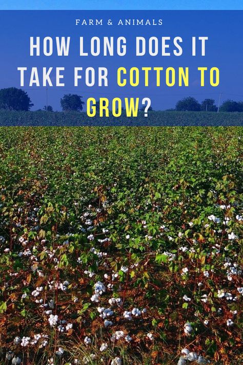 Growing Cotton From Seed, How To Grow Cotton, Grow Cotton, Farm Crops, Growing Cotton, Buy Dirt, Cotton Fields, Garden Farm, Cotton Plant